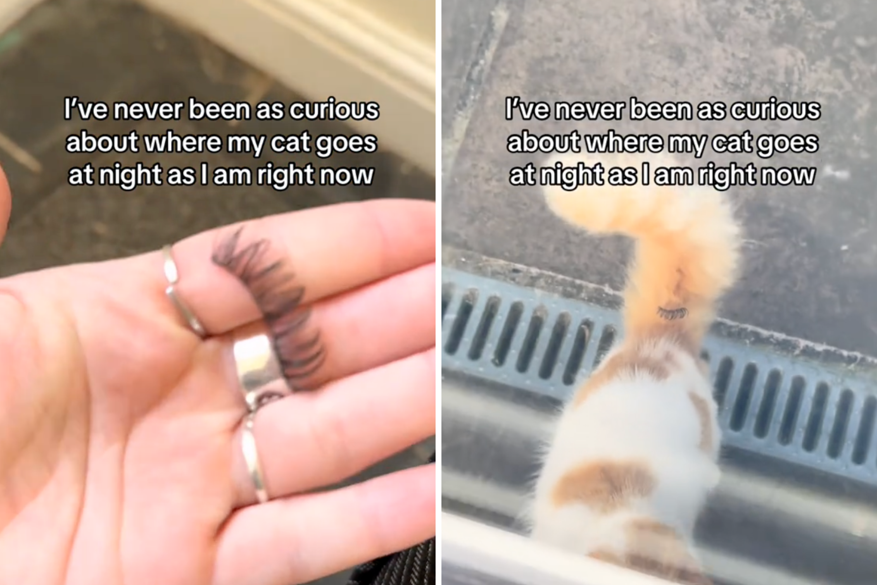 Mystery of Where Cat Has Been Goes Viral: Serious Explaining to Do