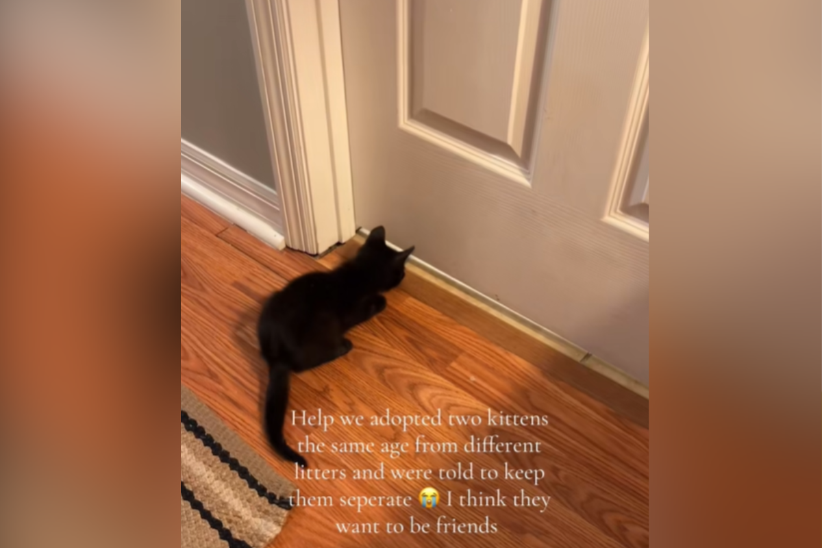 Kitten