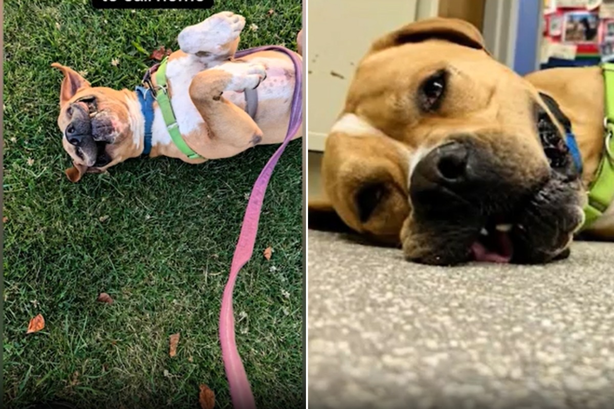 Screengrabs from @hscipets' video of Brutus.