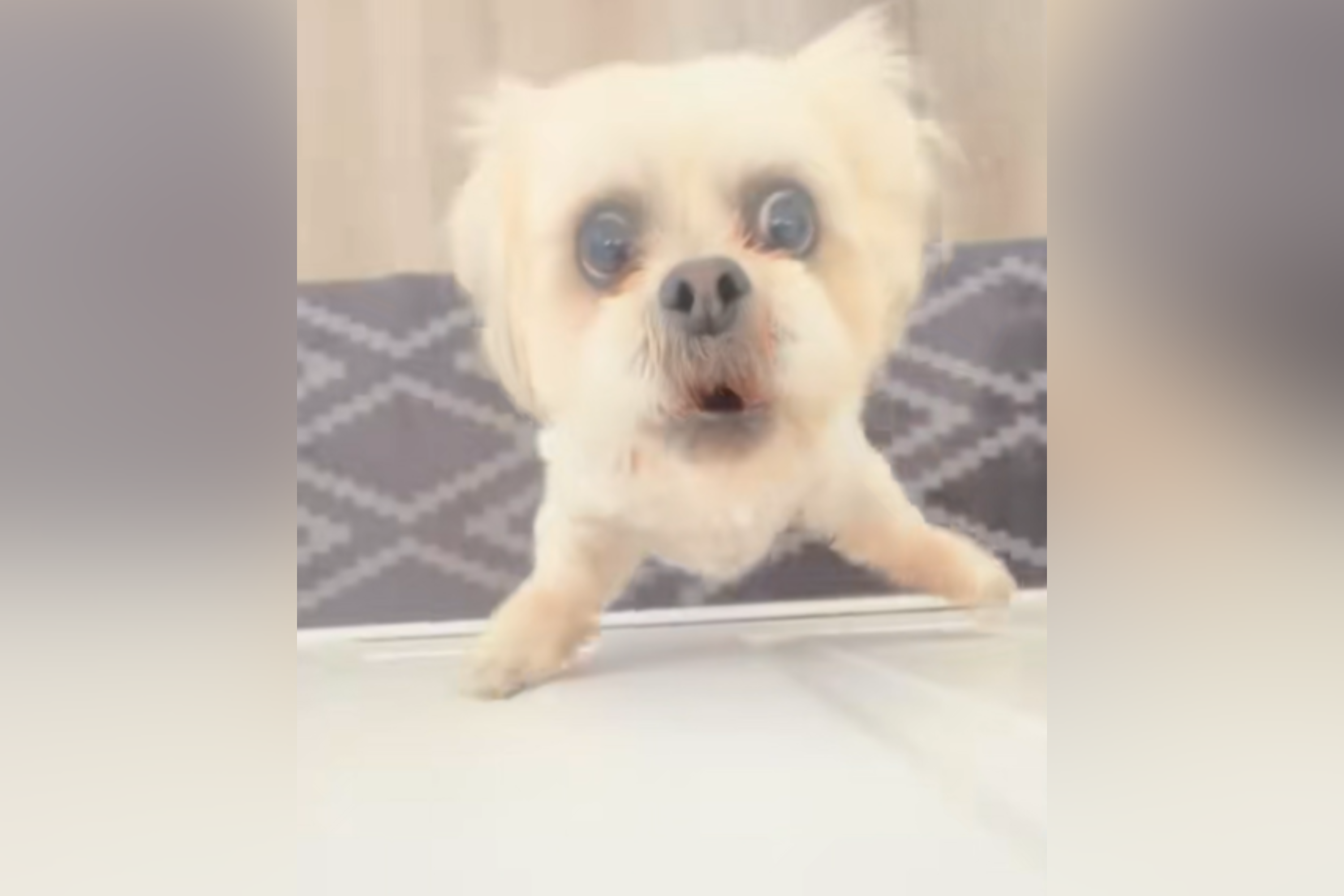 Laughter As Owner Captures Tiny Dogs Extreme Reaction to Mail Arriving