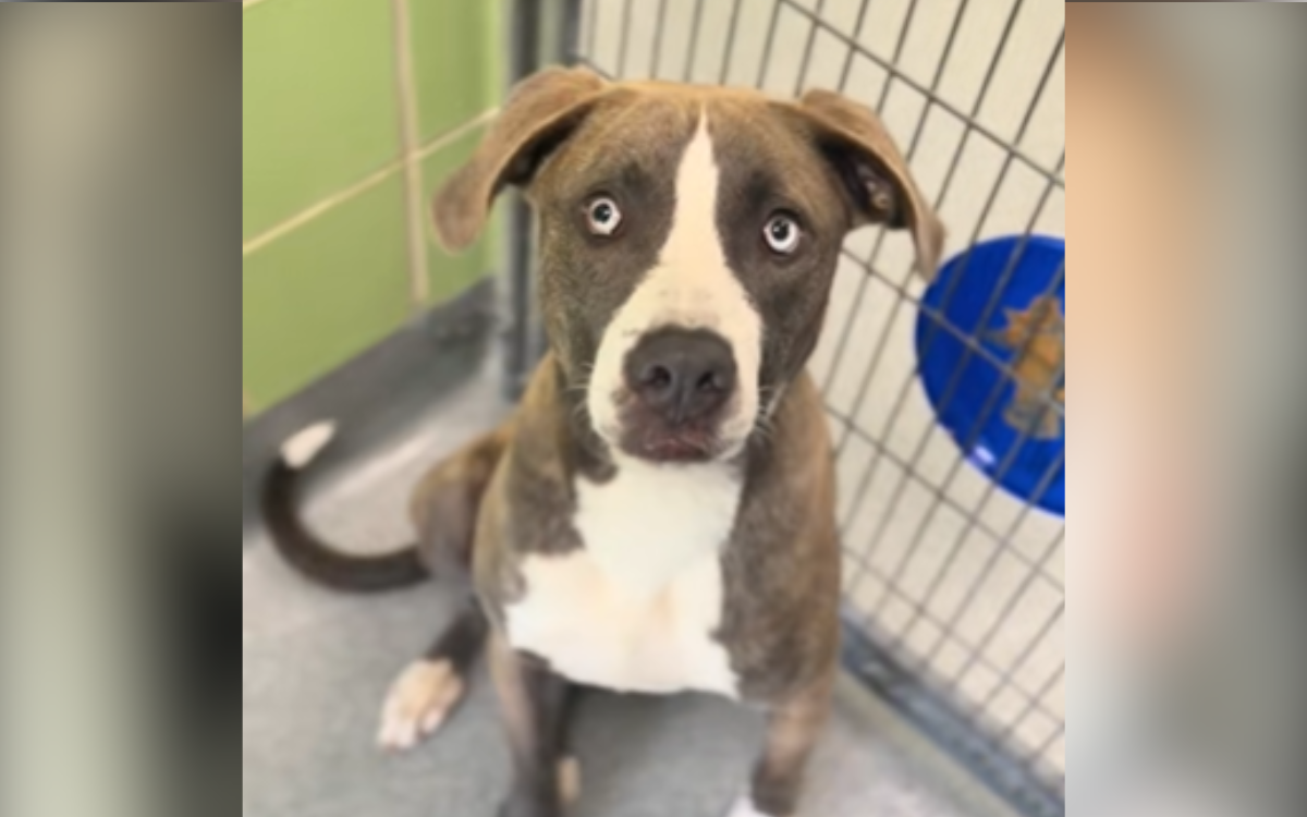 Tears At Shelter Puppy Returned Before First Birthday for Being 'Too Much'
