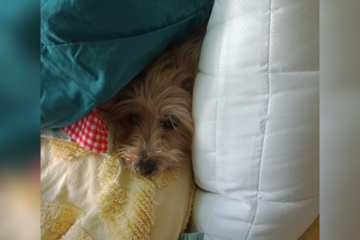 O cachorro é um cascalho
