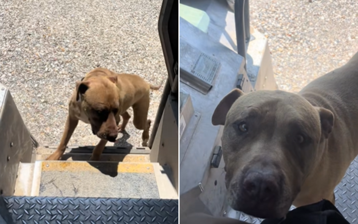 Watch as Dog Does Same Sweet Thing Every Time Delivery Driver Passes House