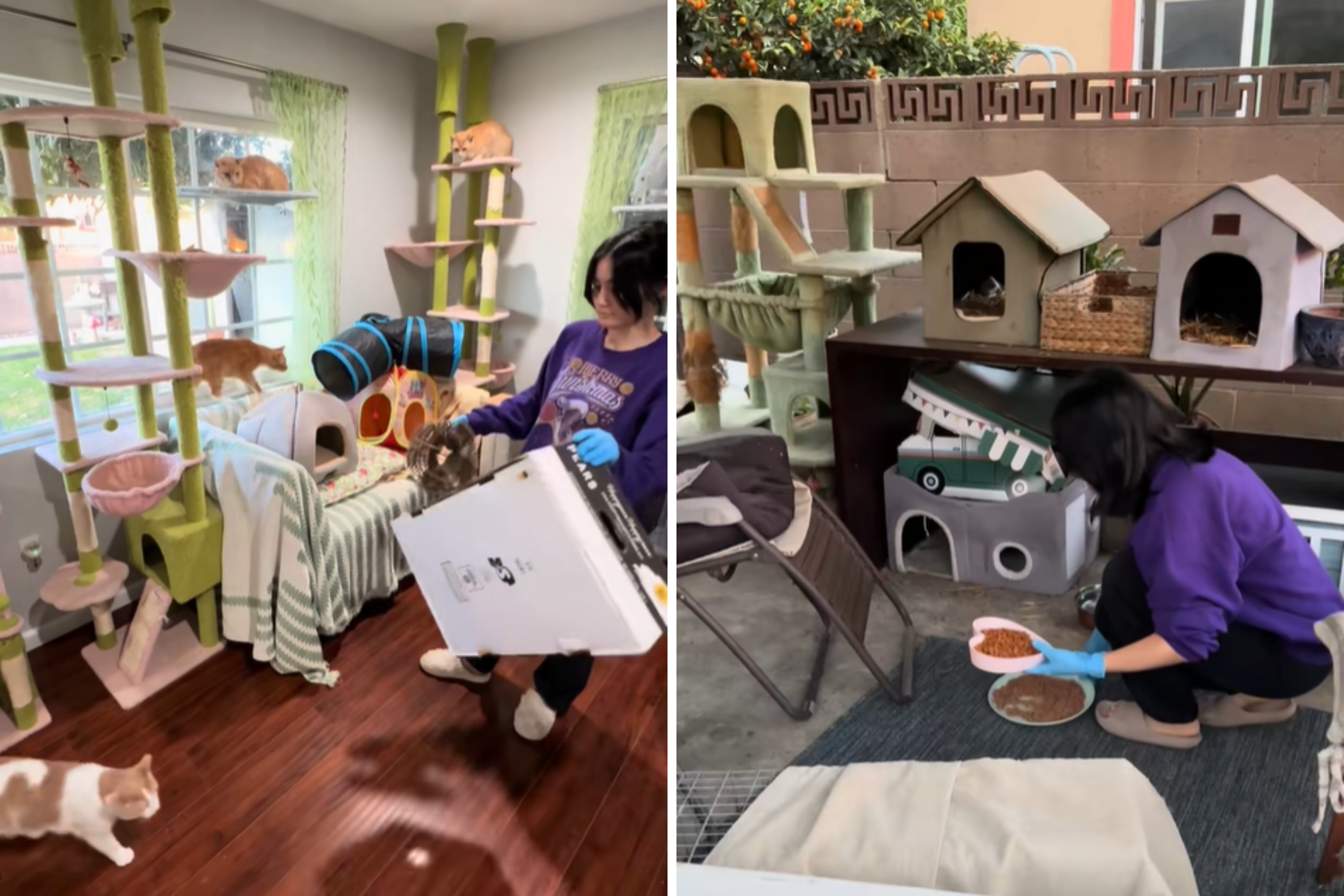 Rescuer Shares Morning Routine With 20 Cats Plus 1 Dog—and Internet Obsessed