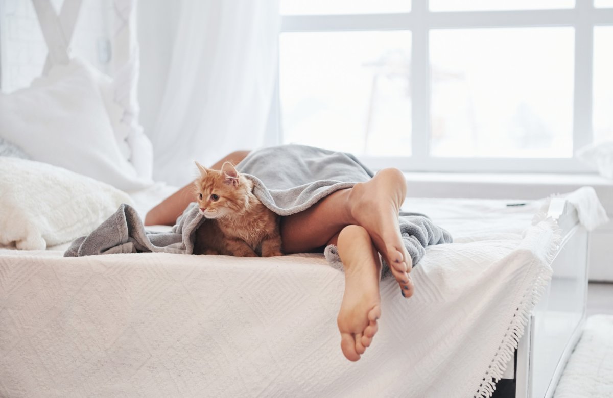 cat on the bed