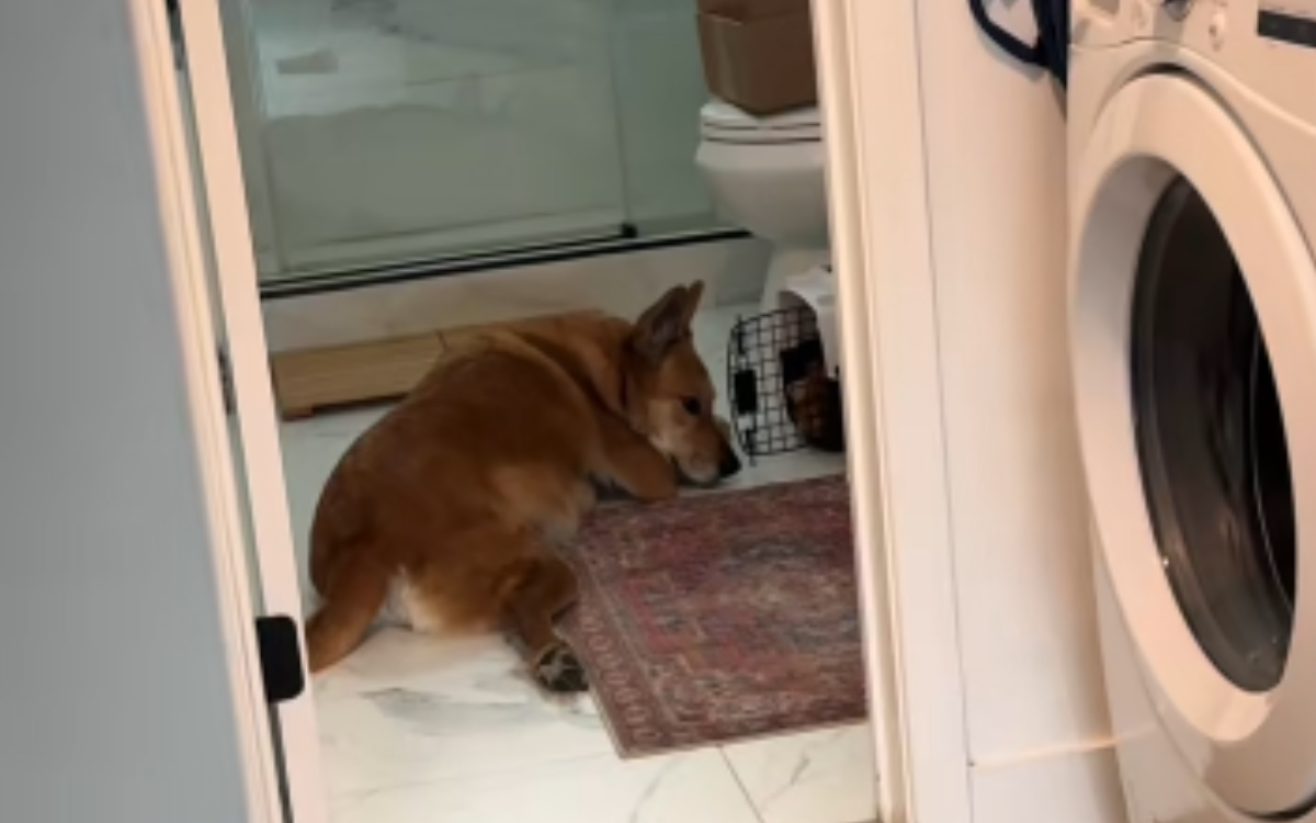 Woman Finds Senior Dog Doing Sweetest Thing With Rescue Kitten: My Heart