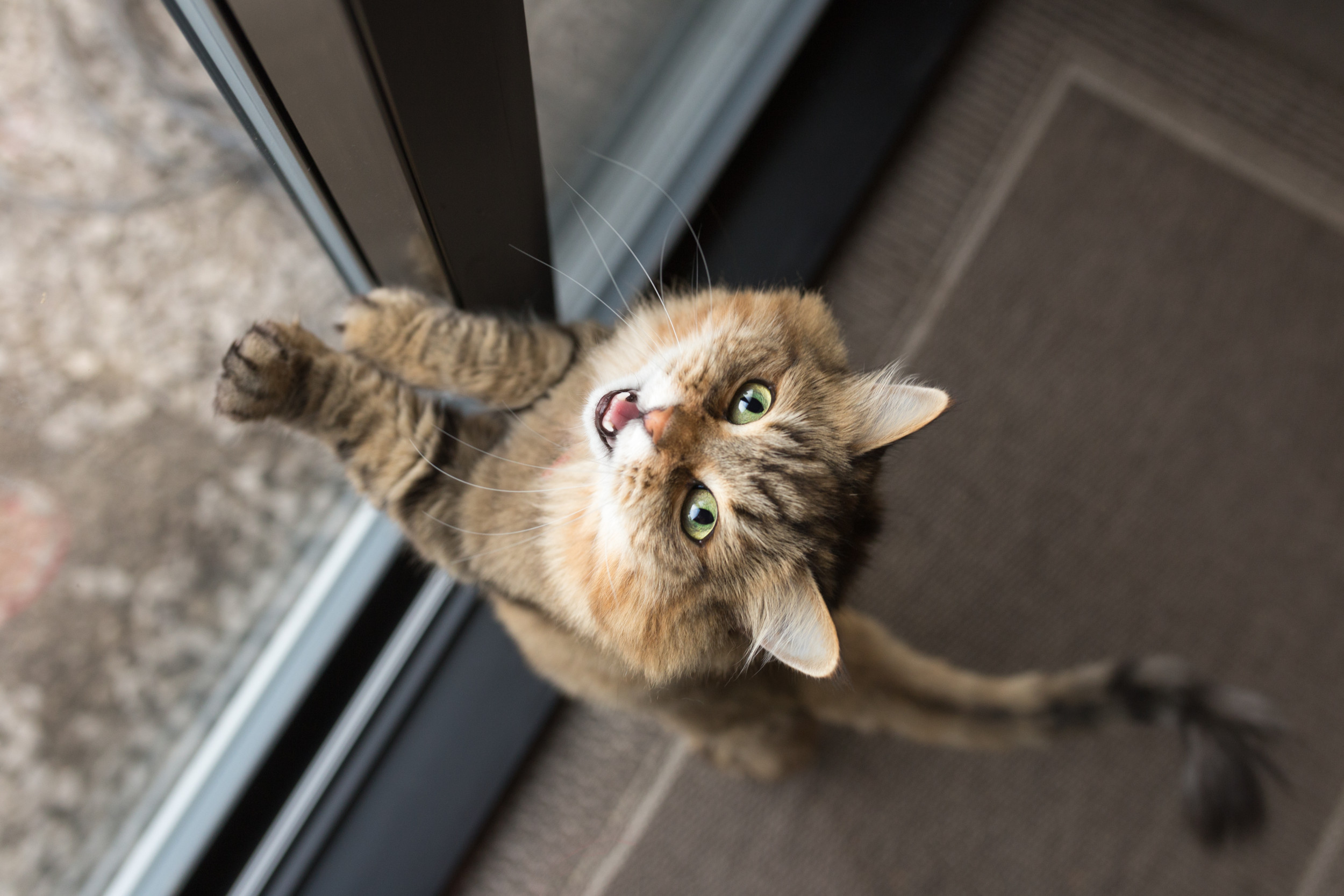 Cat With Dog Software Trying to Bark Has Internet in Hysterics