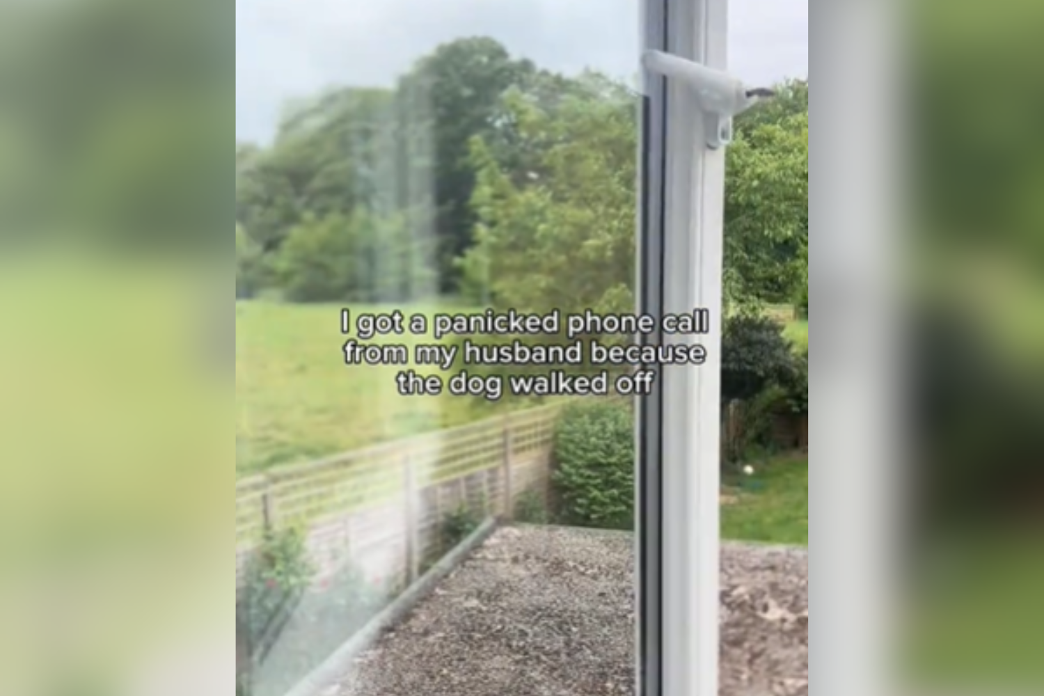 Owner Thinks Golden Retriever Is Missing, Then She Looks out of the Window