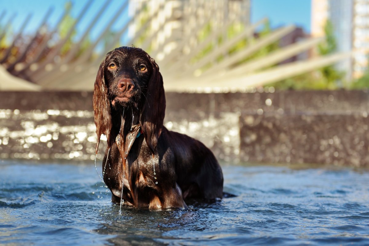 Spaniel in water