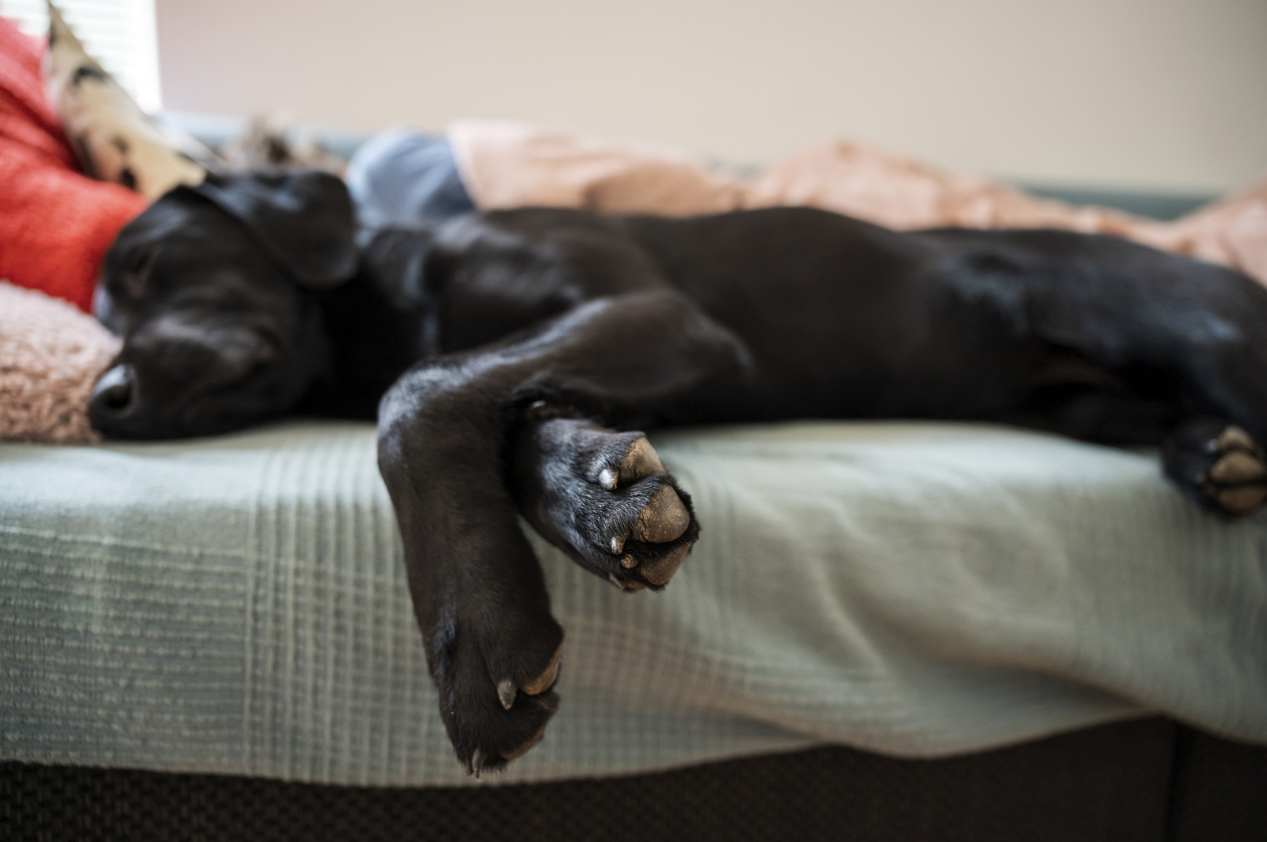 Labrador Napping Hilarity at What Chocolate Labrador Is Caught Doing After 'Big Beach ...