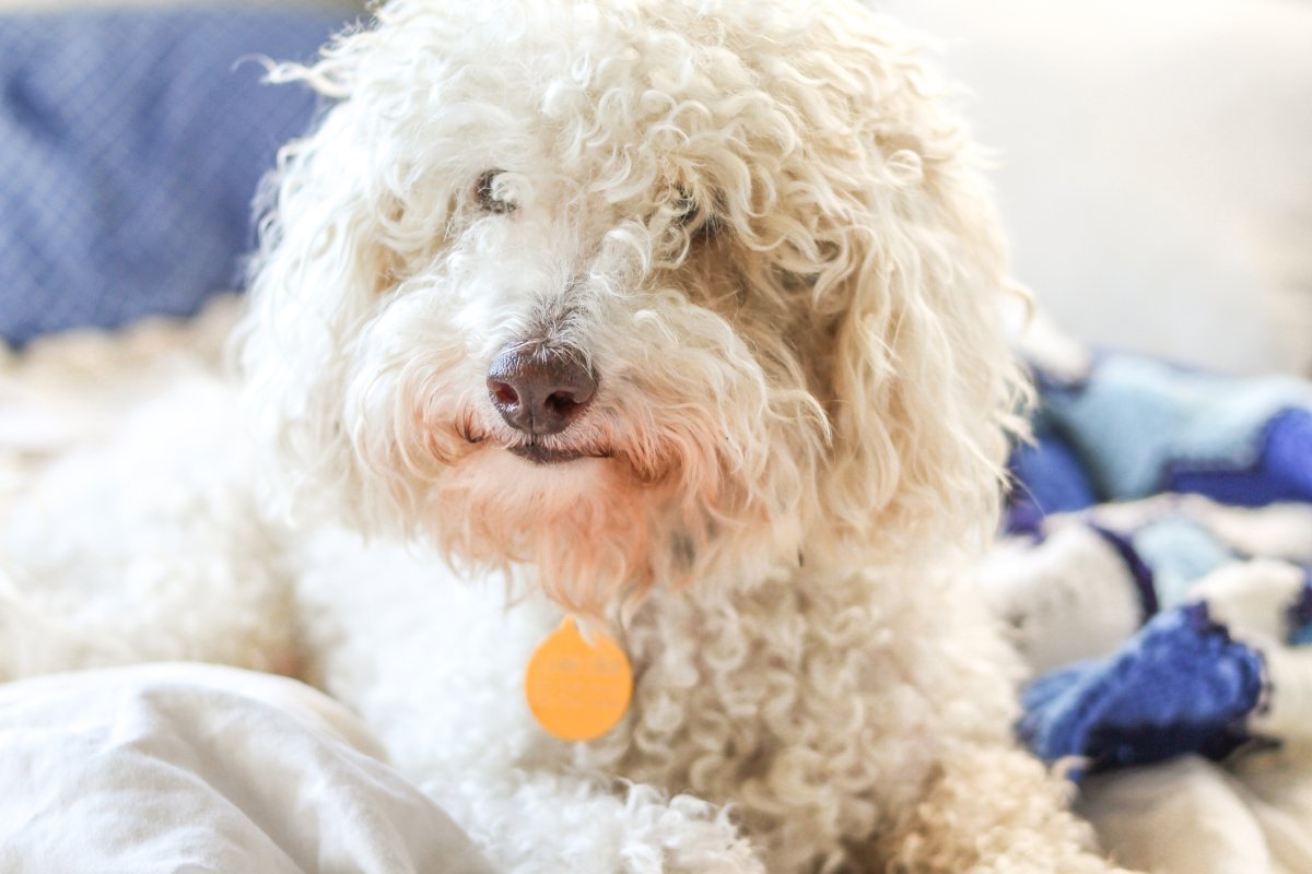 Stock image of a dog.