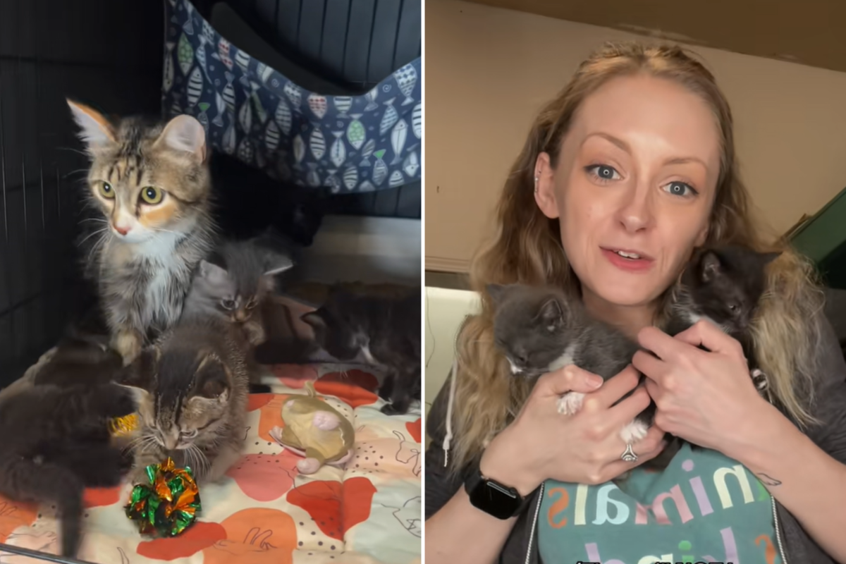 Cats abandoned outside