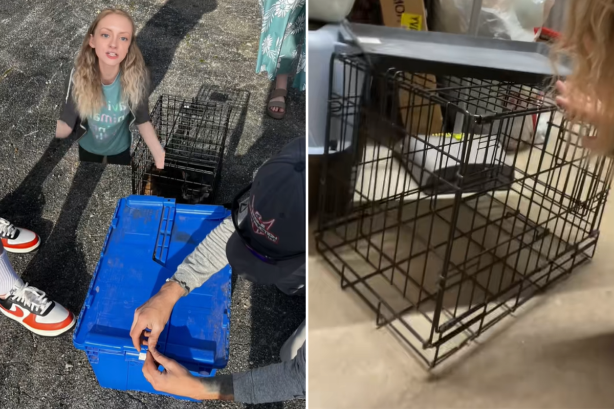 Cats left in crates