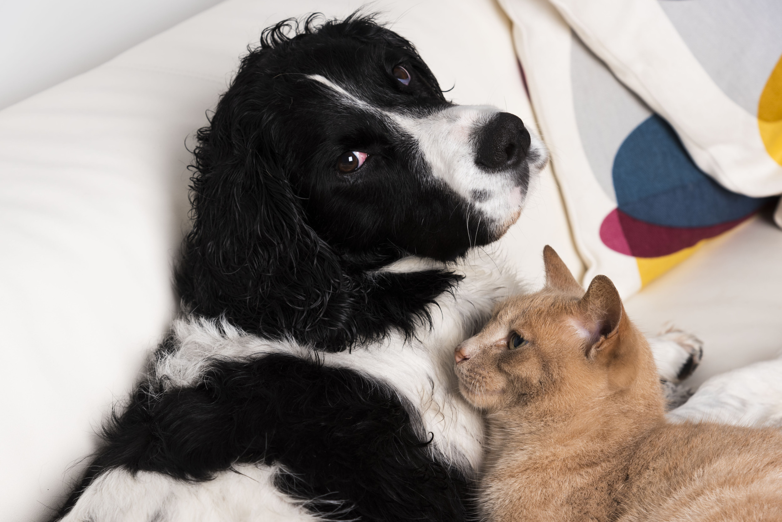 Hysterics as dog gets cat brother, instantly loses all personal space