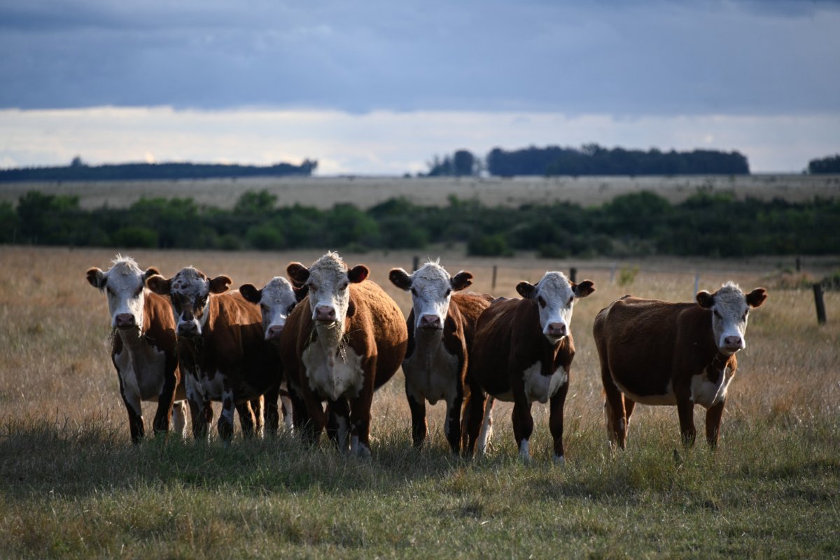 uruguay cattle