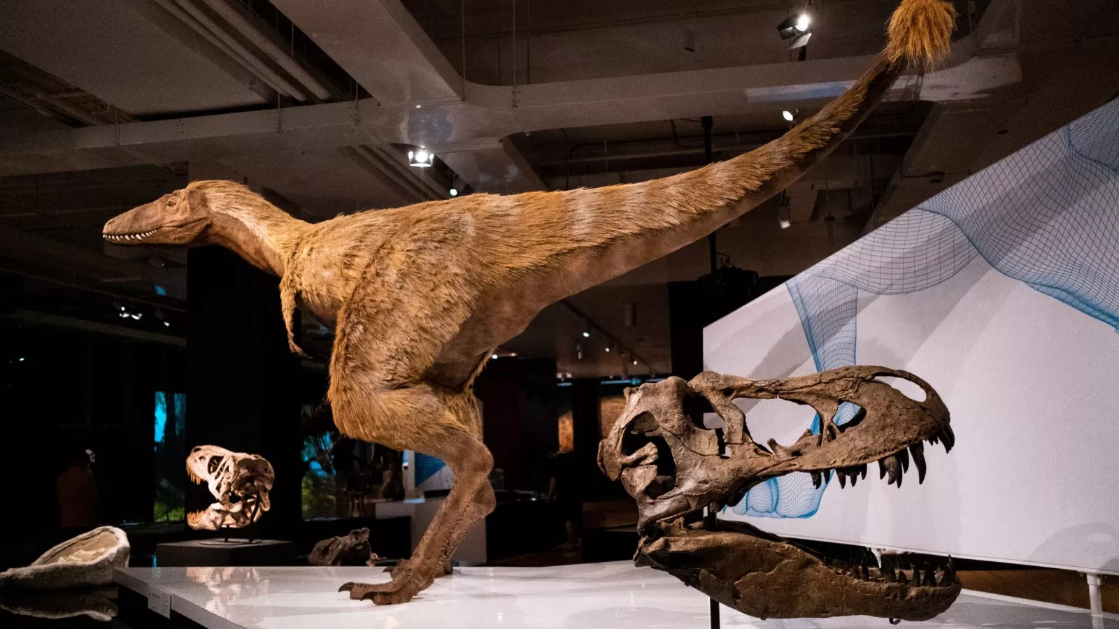 Mass grave of thousands of dinosaurs puzzles experts