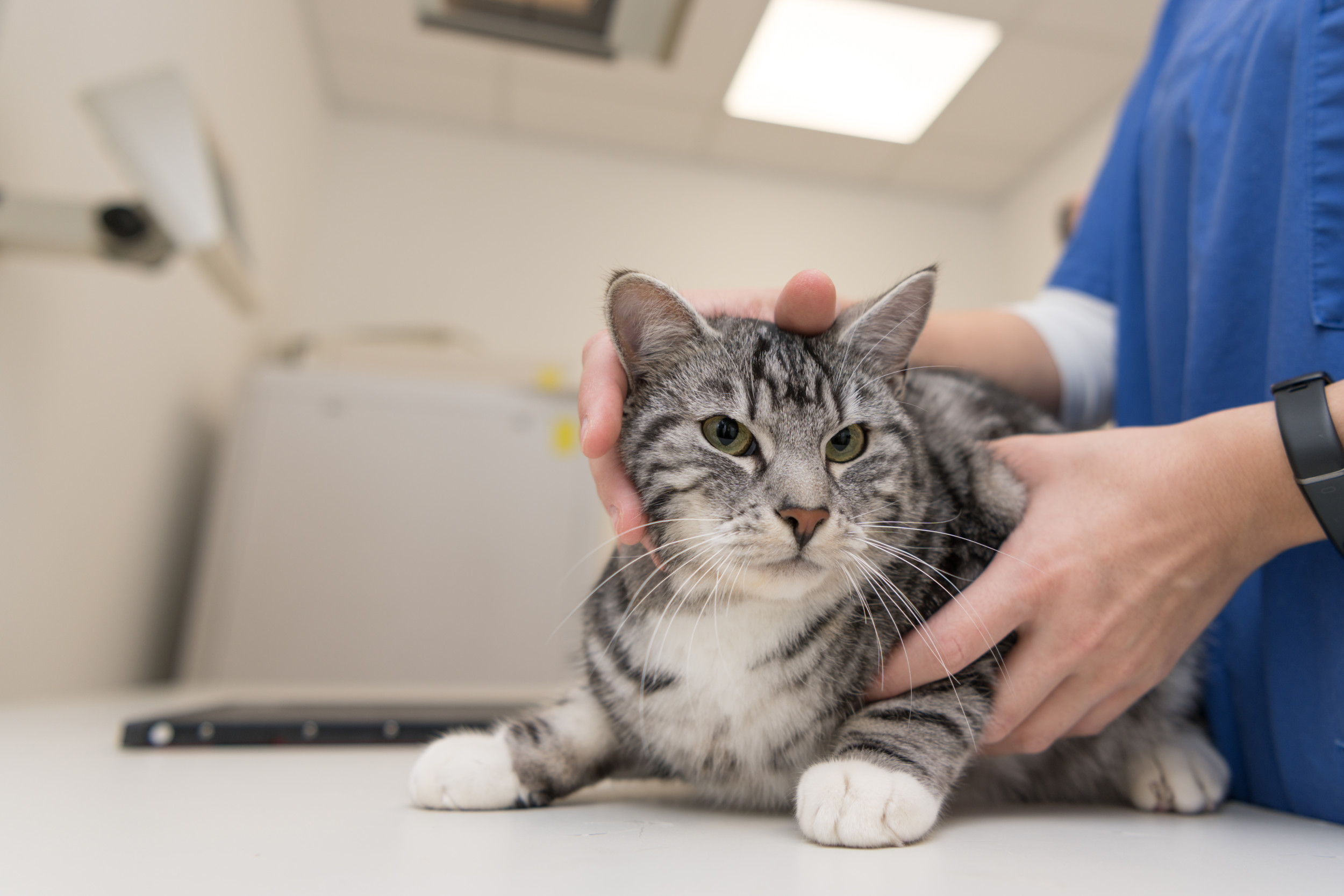 Where Cat Decides To Sit in Vets Leaves Internet in Stitches: Great Idea