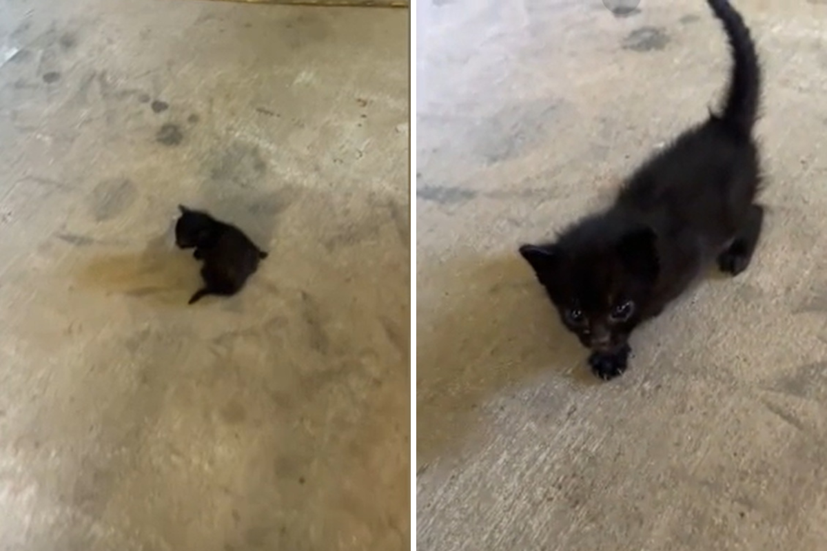 Black kitten
