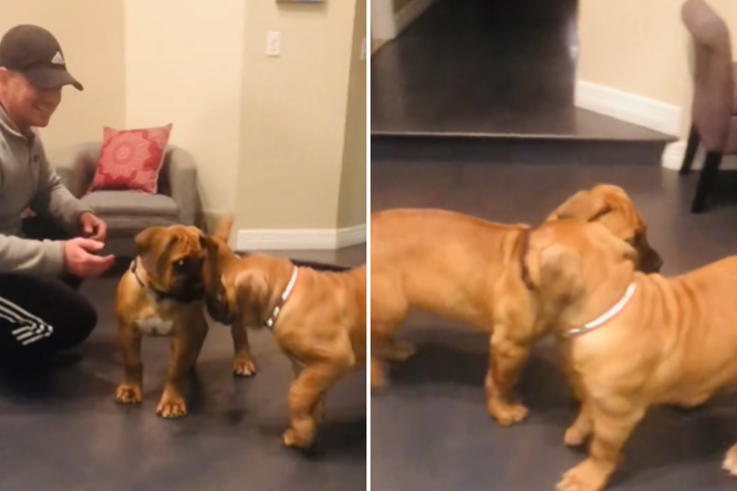 Tears at Littermates Reaction to Meeting After Being Separated As Puppies
