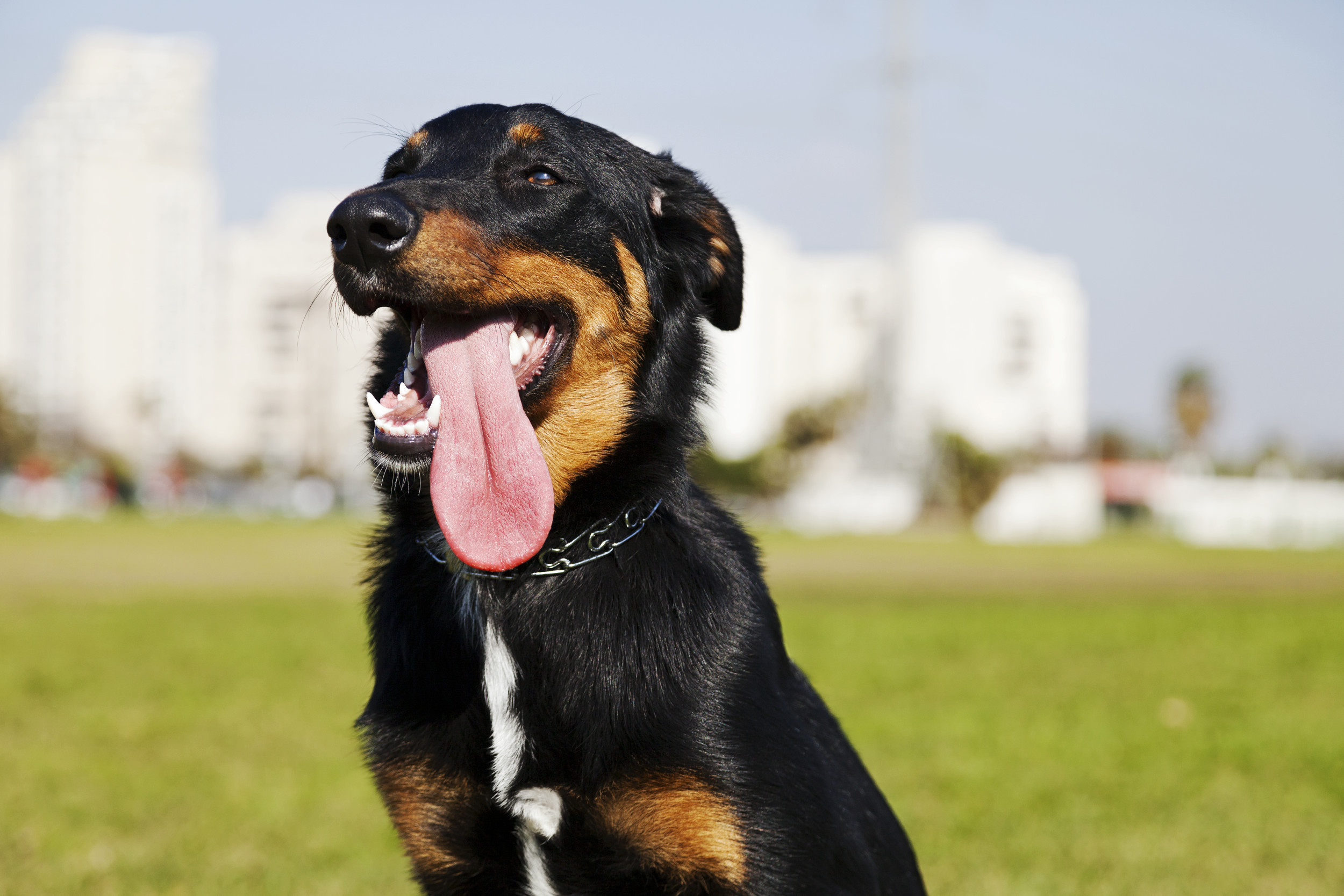 Pet Warning Issued in California