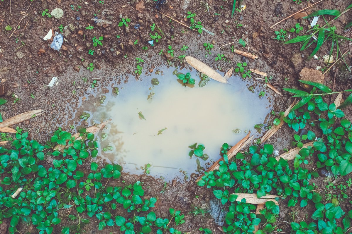 Water puddle on dirt grounds.