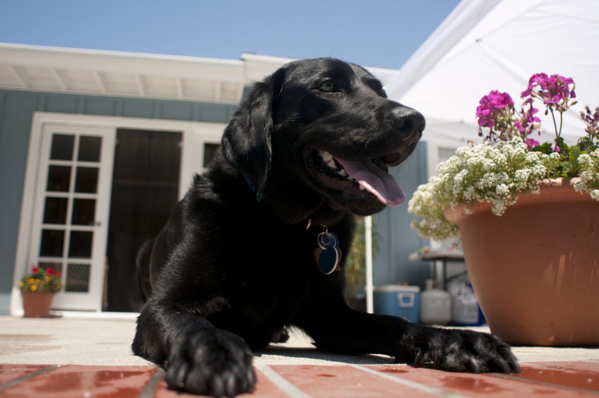Black Labrador laying on patio floor.