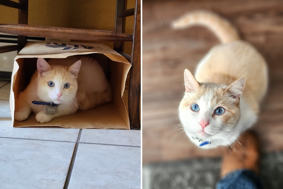 Rolo the cat