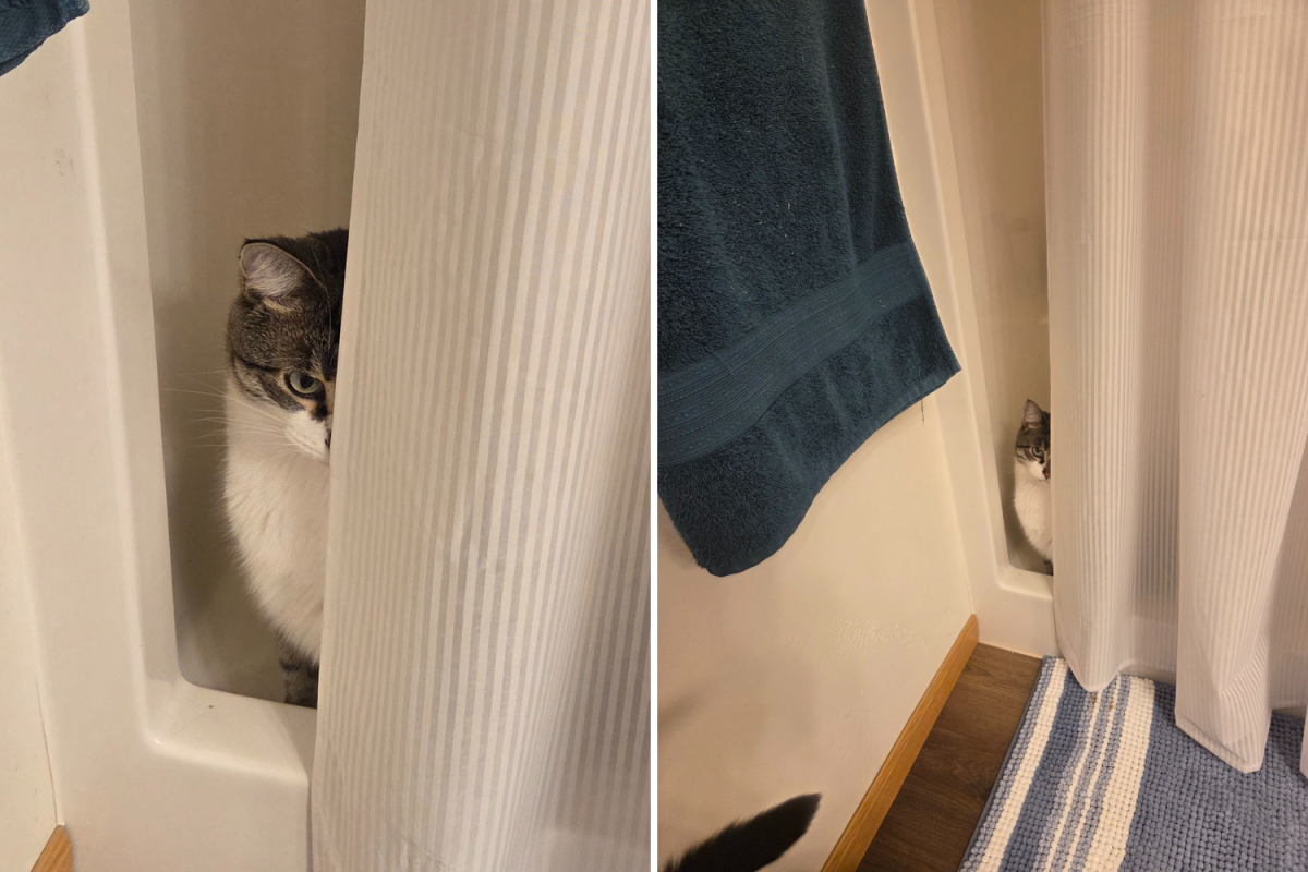 Marty the cat