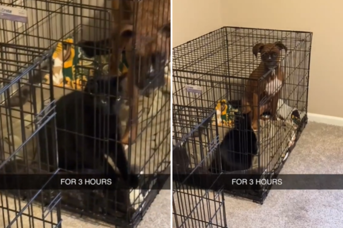 Dog and cat in crate