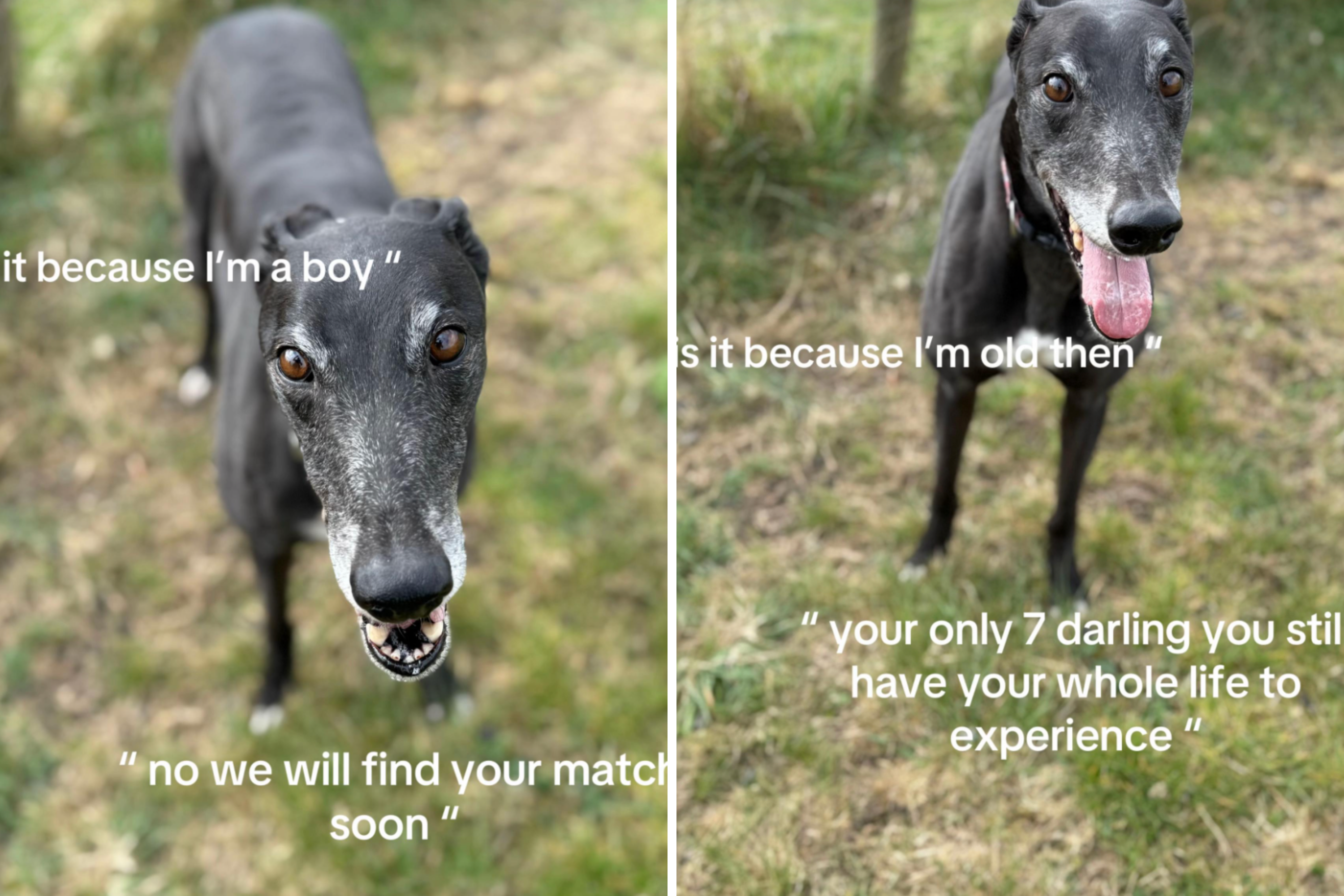 Hearts Break as Laid-Back Greyhound Is Shelters Longest Resident Ever