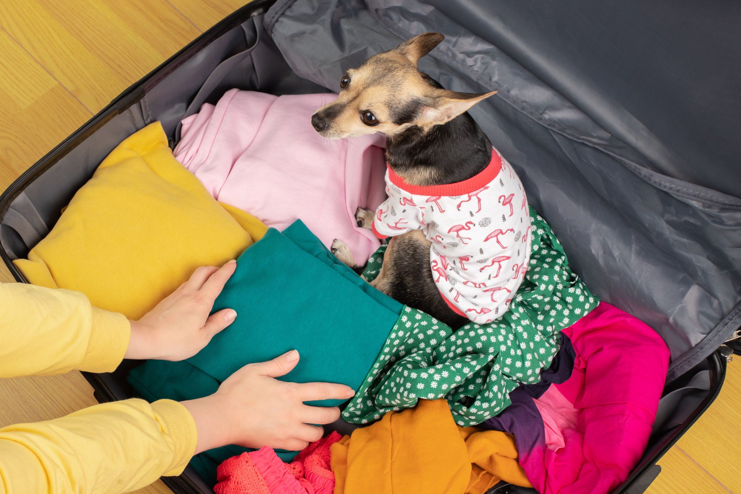 What owner has to tell dog whenever she starts packing melts hearts