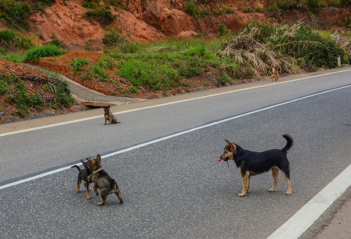 Stray dogs