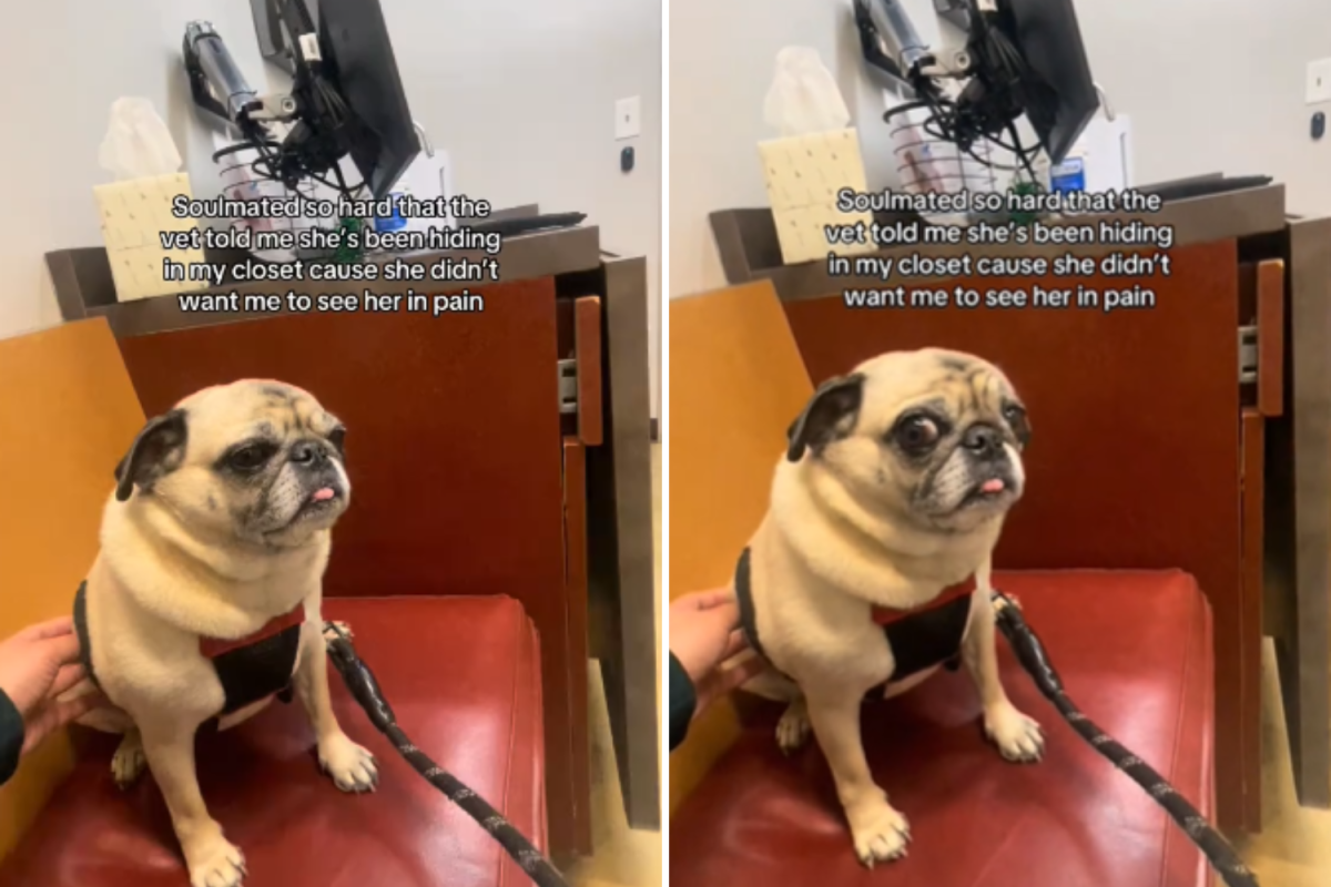 Dog hid from owner