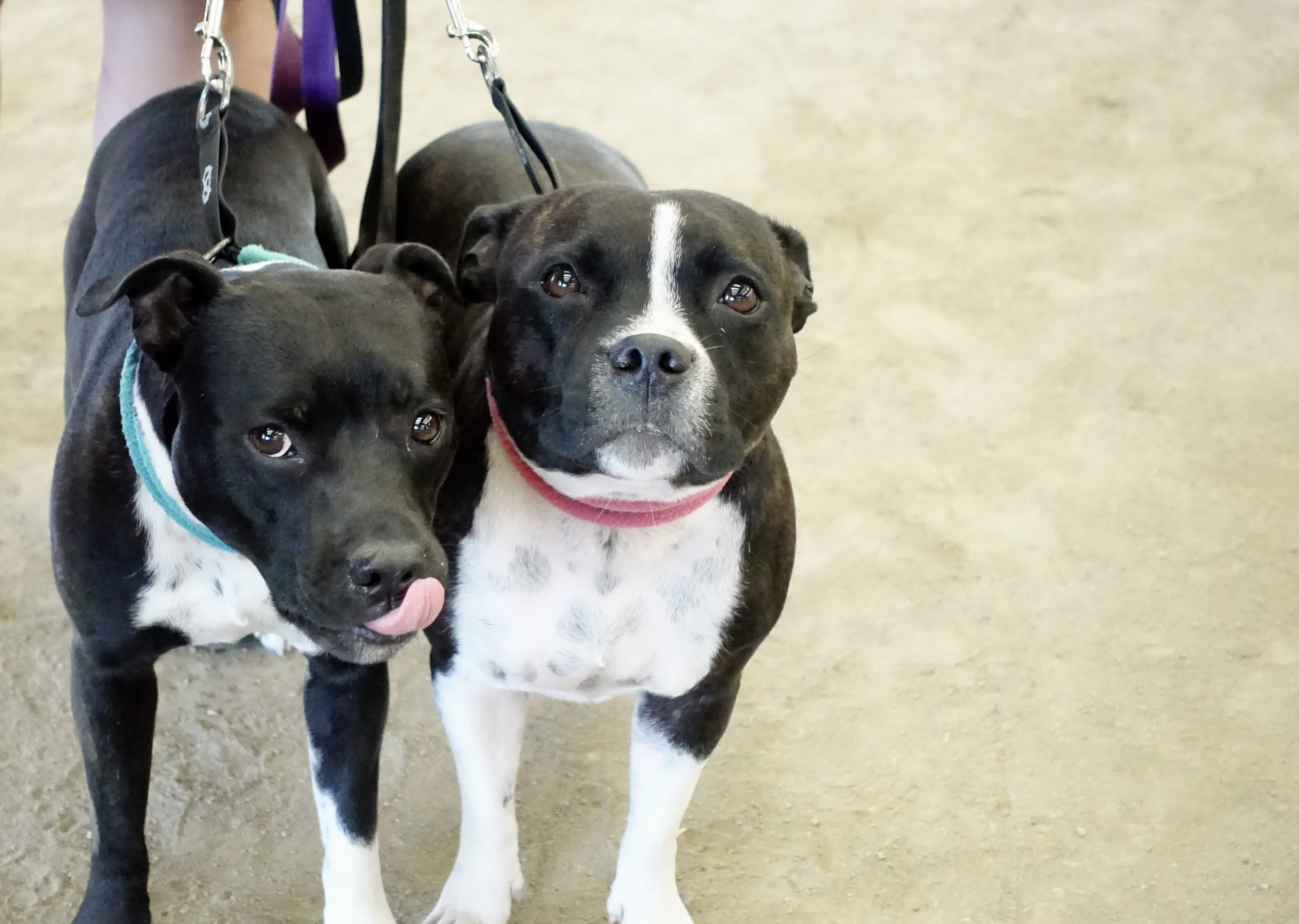 Senior Dogs Enjoying Their Ball Chase Together Melts Hearts