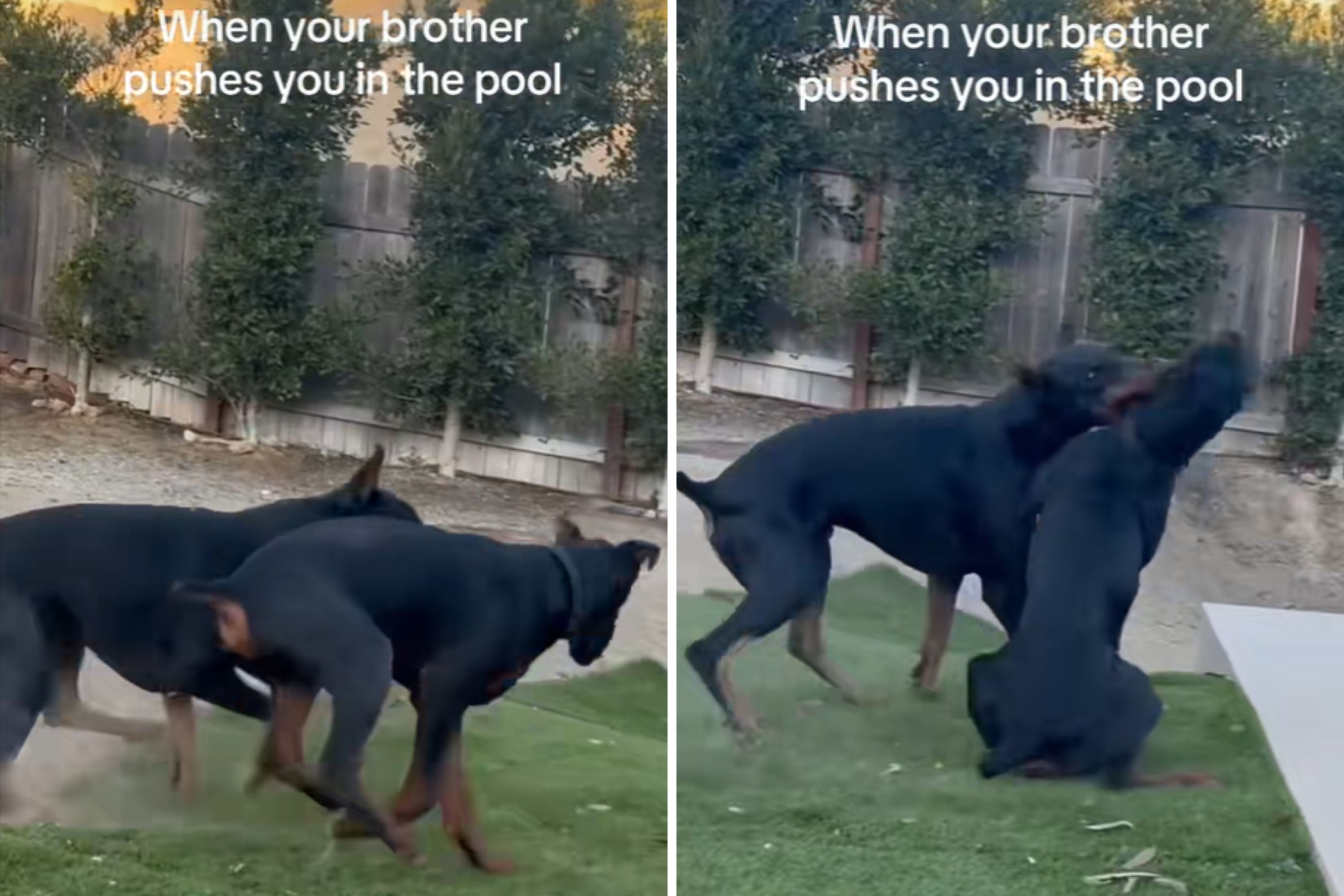 Hysterics As Owner Captures Dog Pushing the Other One in the Pool on Camera