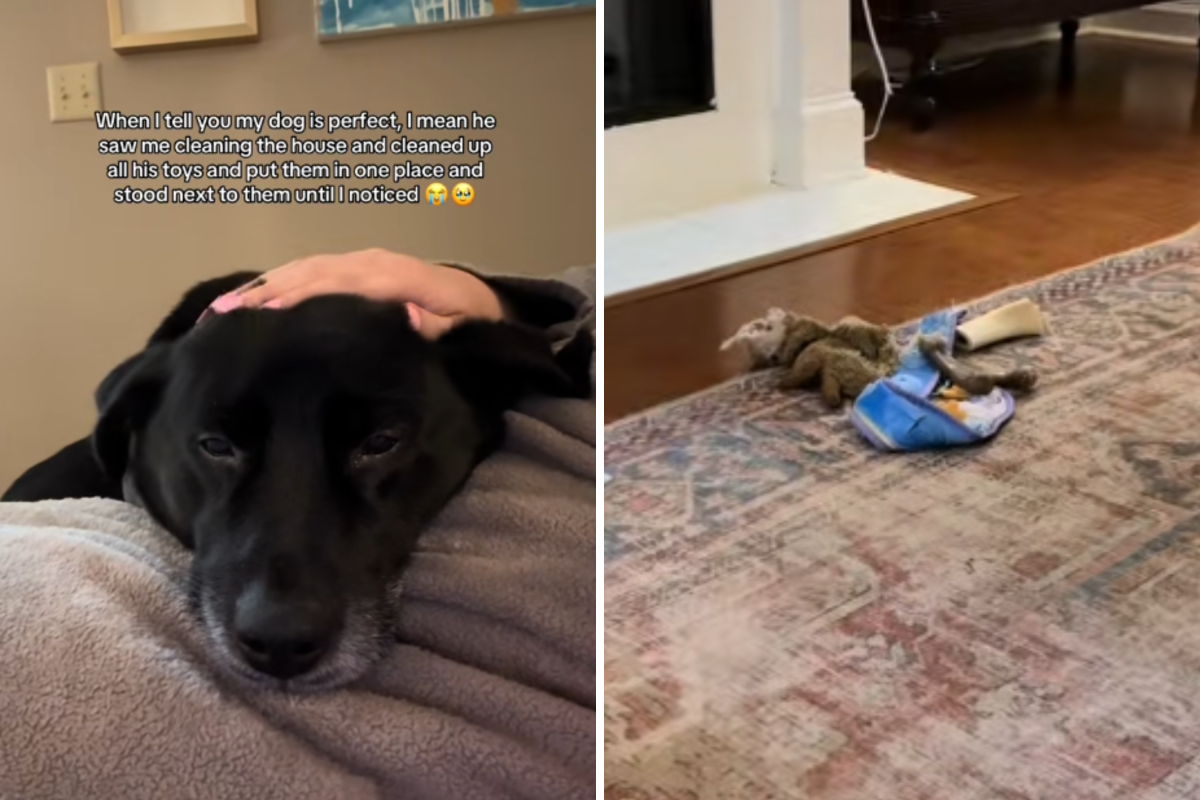 Koda