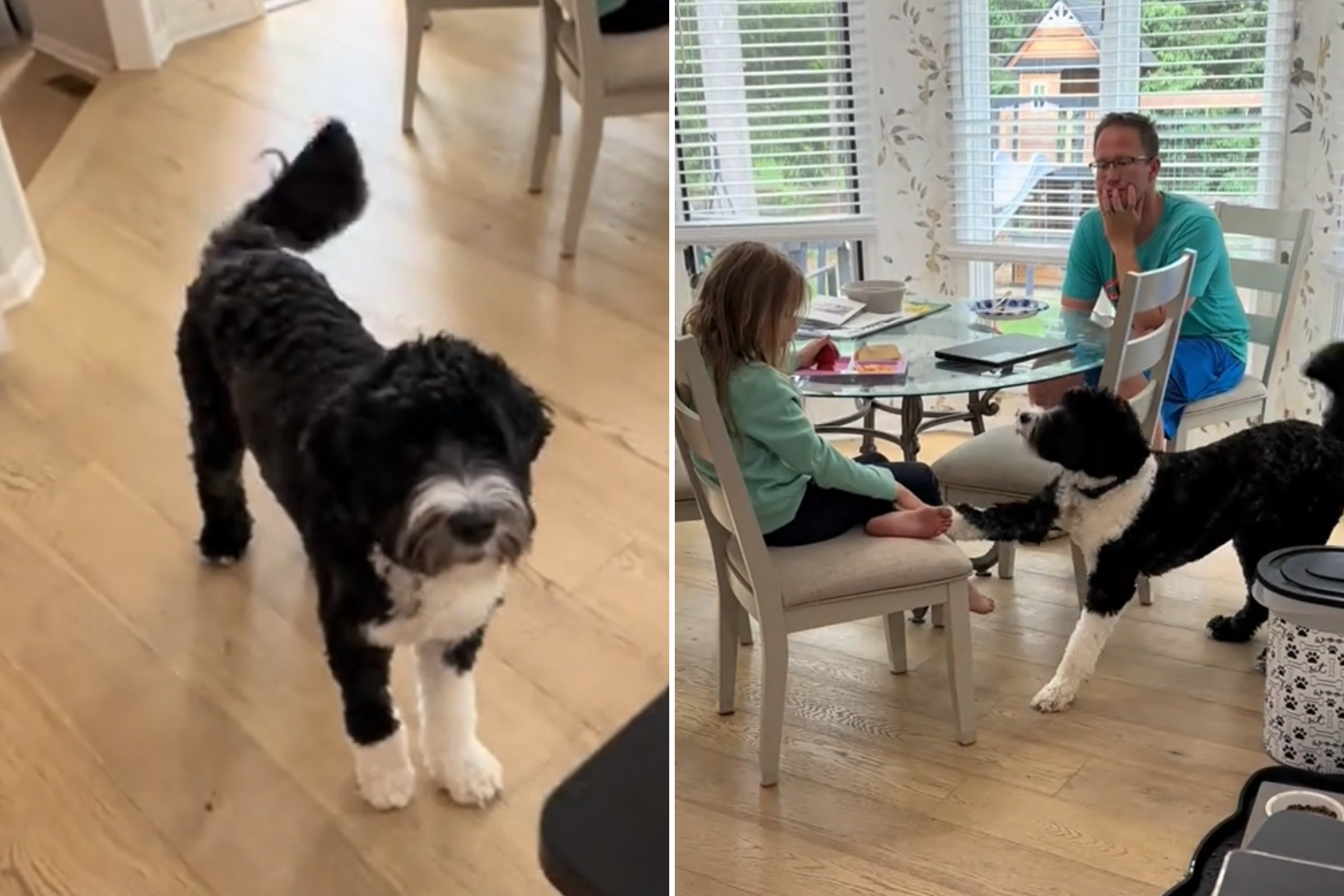 Service dog starts staring at mom, instantly knows something is wrong