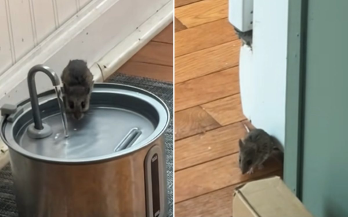 A mouse who got too comfortable