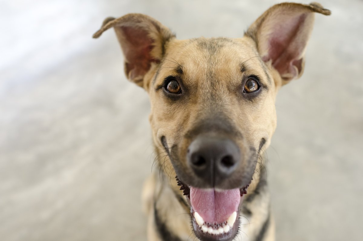 German shepherd smiling