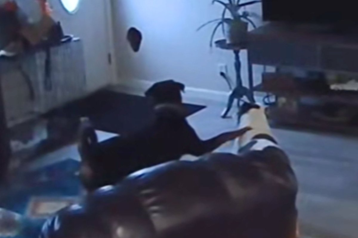 Dogs look at hole