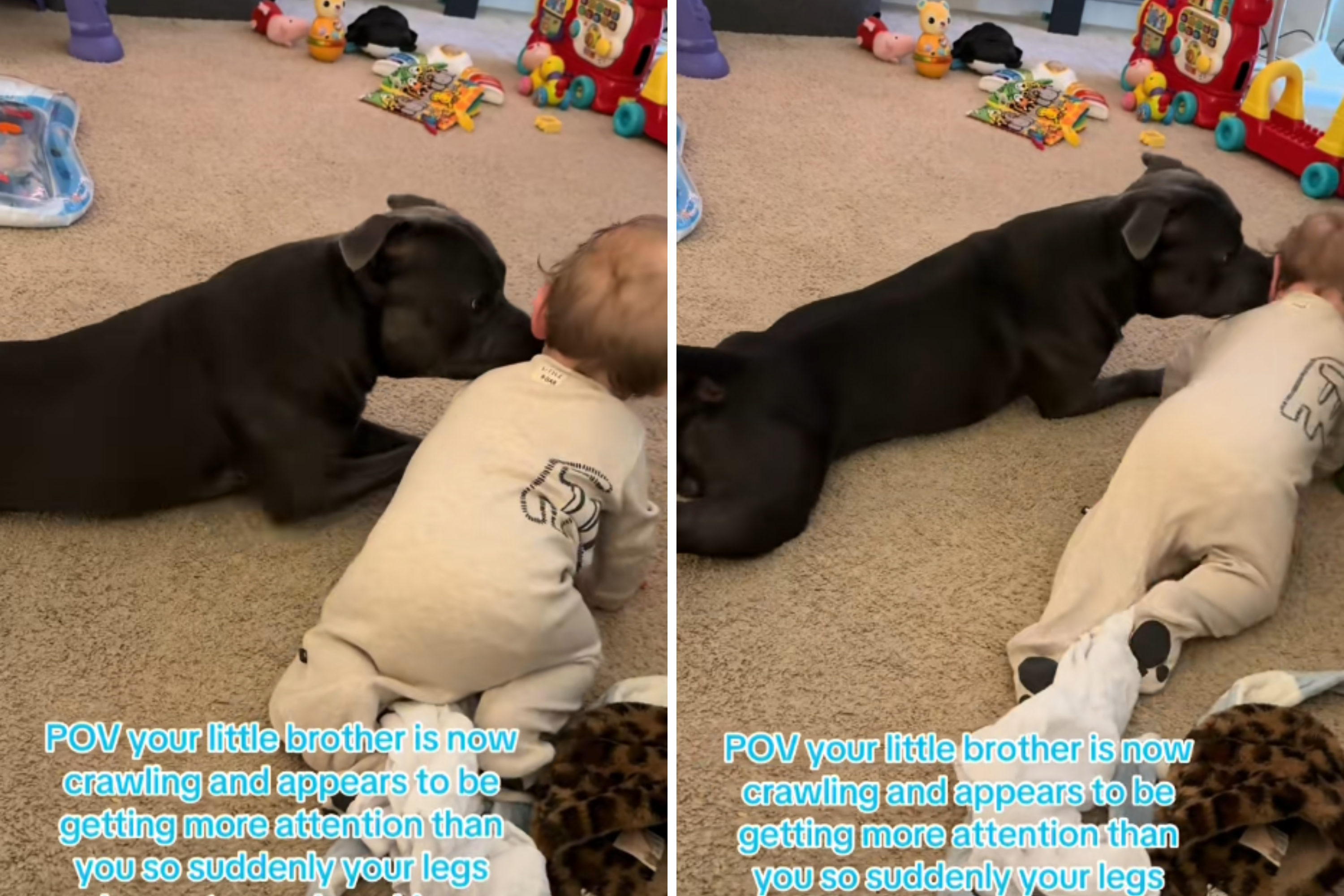 Baby learns to crawl, what dog sibling does next leaves mom in hysterics