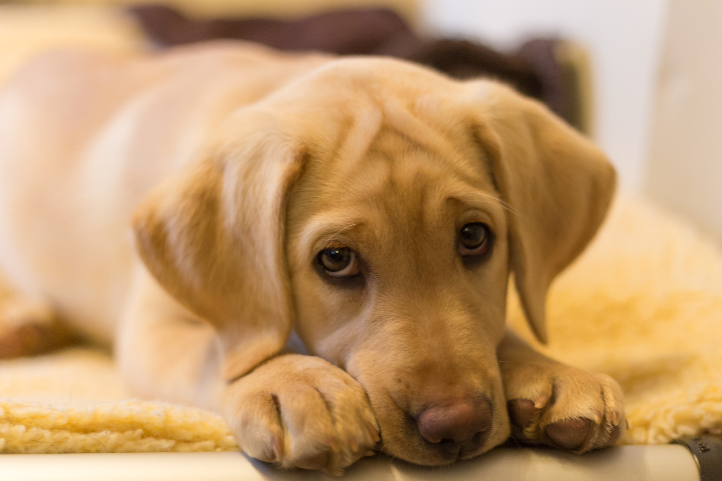 Labrador Steals a Chili—His Furious Reaction is Everything