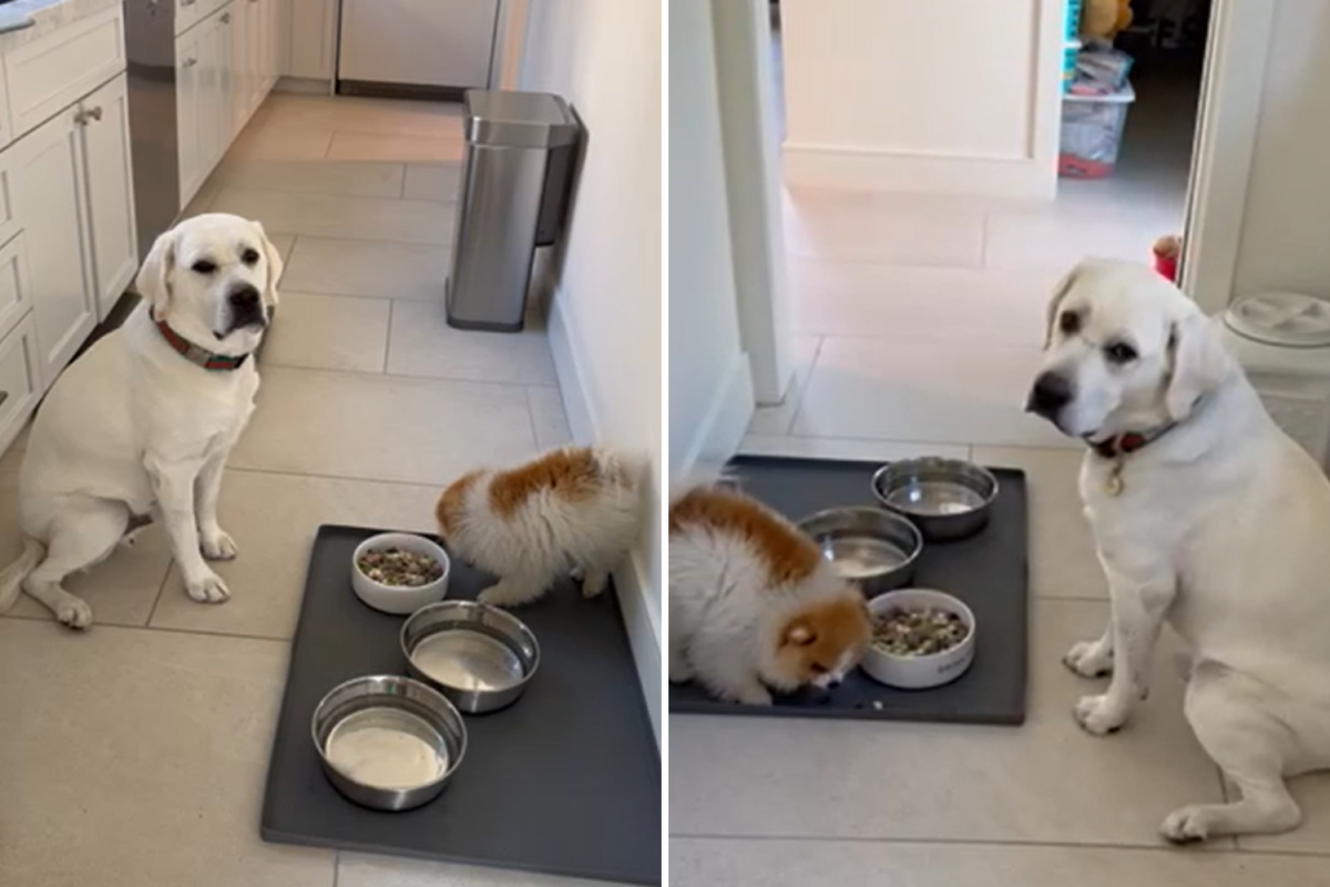Gu and Rufus