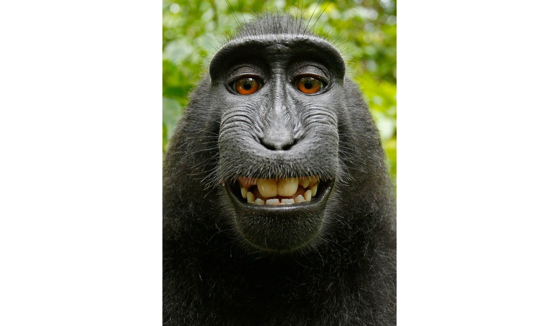 Monkey expression or meme are captured Stock Photo