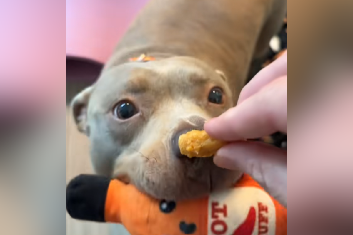 Dog attempting to grab a chicken nugget while holding a plushie