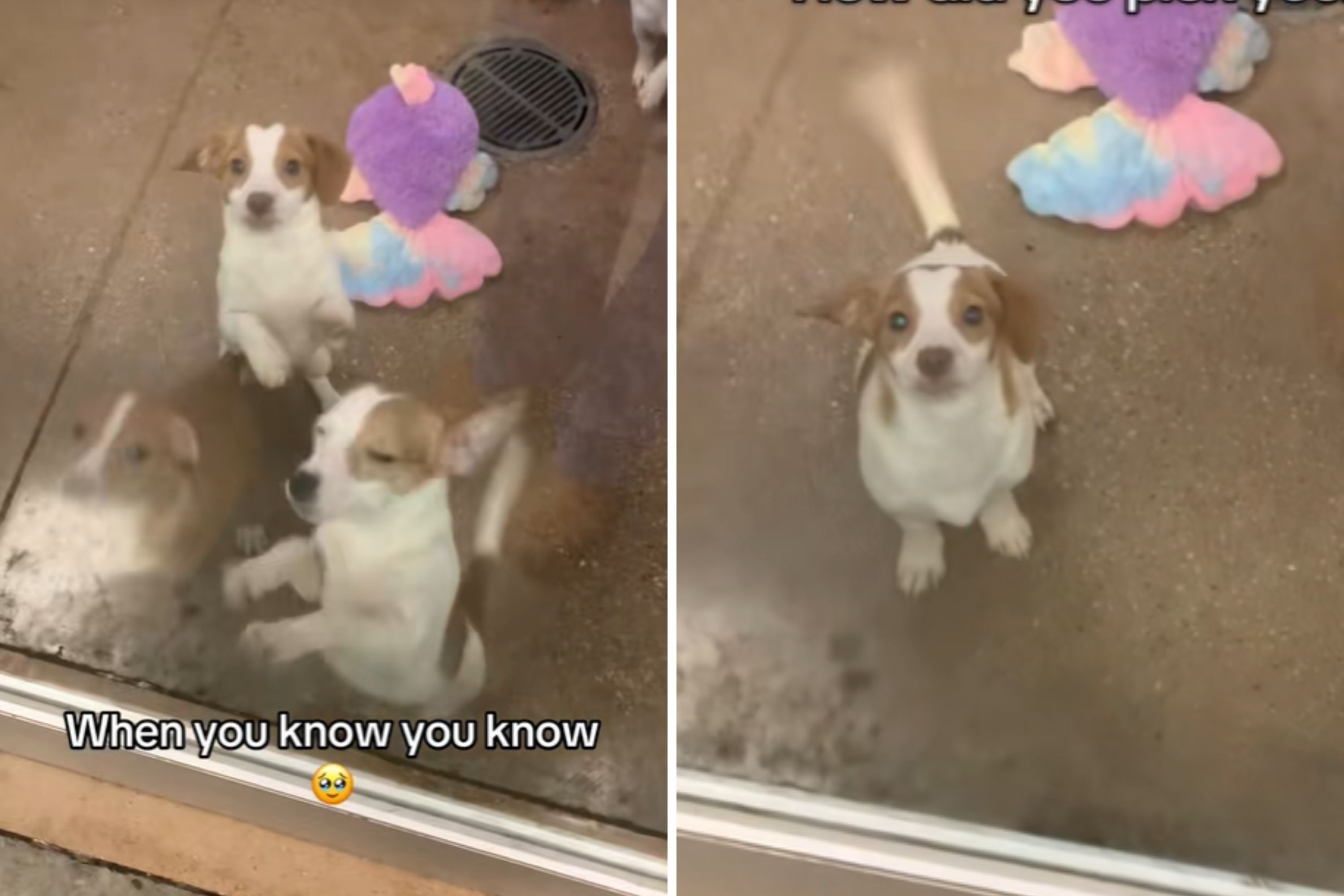 Moment Owners Looking at Litter Realize Puppy Picked Them: We Just Knew