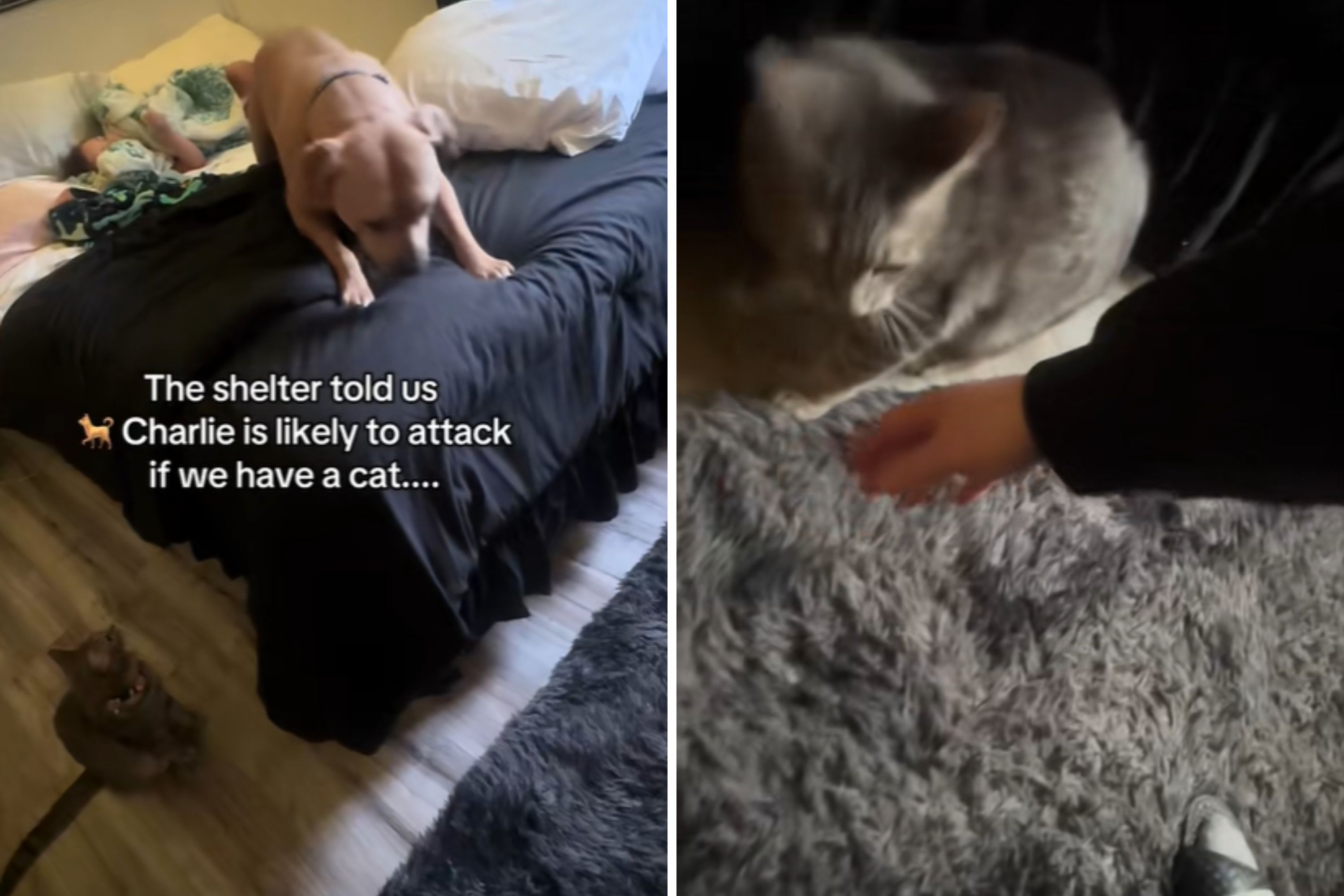 Shelter Warns Rescue Dog Likely To Attack Cat—Then the Fight Happens