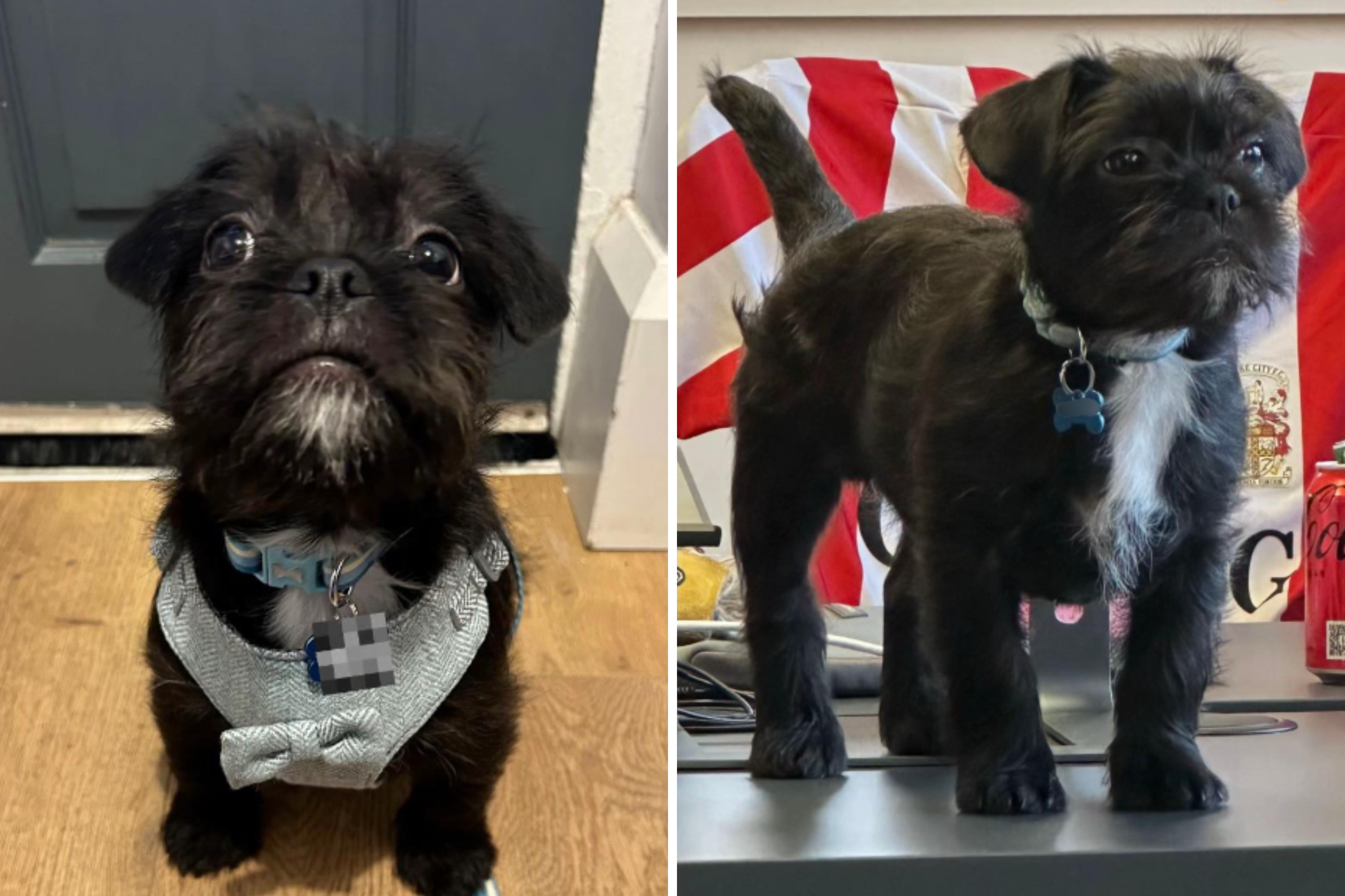 Owner worried about taking puppy to the office—not prepared for how it ends