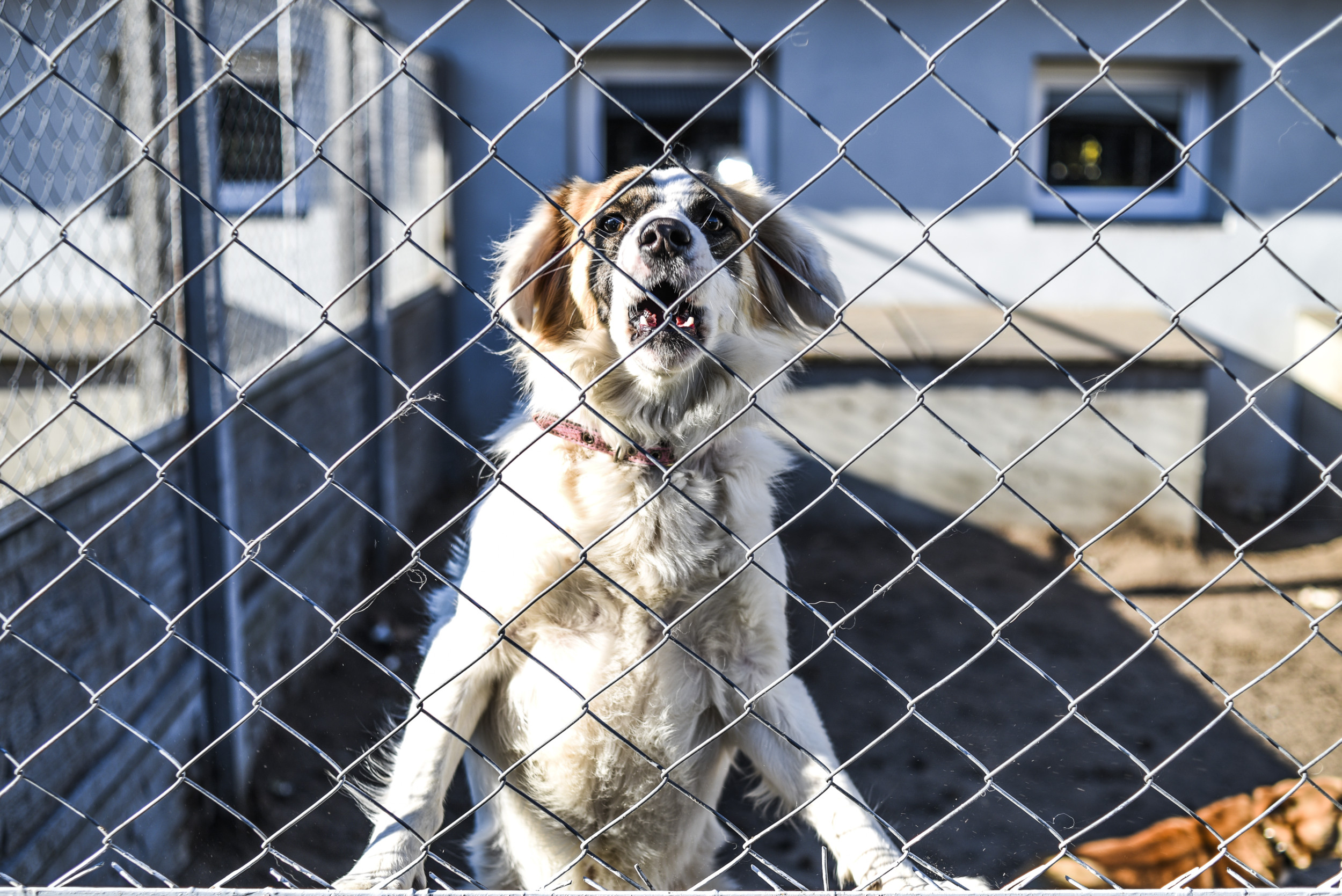 Neighbors Revenge on Barking Dog That Ruined Sleep Praised