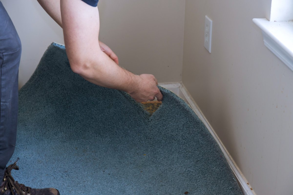 Carpet peeled off floor in room.